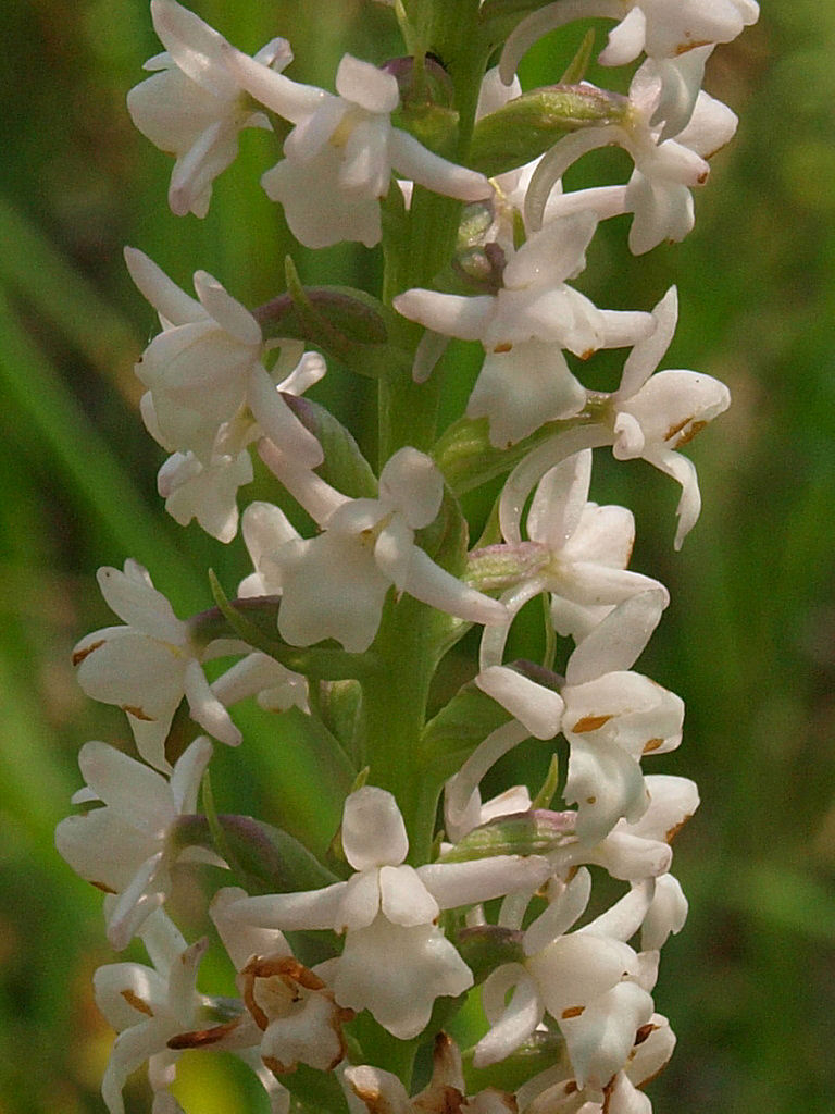 Gymnadenia odoratissima e Gymnadenia conopsea